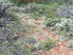 Calamagrostis ophitidis