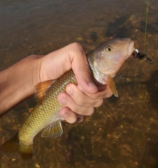 Nocomis platyrhynchus