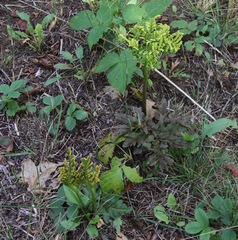 Sceptridium multifidum