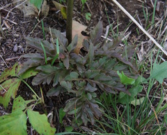 Sceptridium multifidum