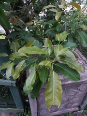 Ficus subpisocarpa