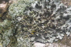 Phaeophyscia kairamoi