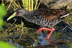 Pardirallus maculatus