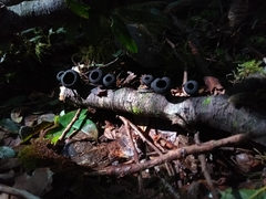 Galiella coffeata