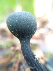 Galiella coffeata