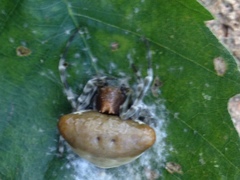 Mastophora