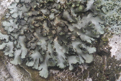 Phaeophyscia kairamoi