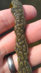 Styelidae