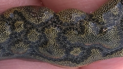 Styelidae