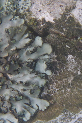 Phaeophyscia kairamoi