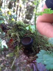 Galiella coffeata