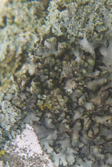 Phaeophyscia kairamoi