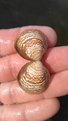 Laevicardium mortoni