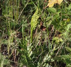 Sceptridium multifidum