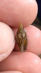 Columbella rusticoides