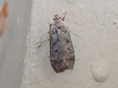 Anacampsis innocuella