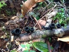 Galiella coffeata