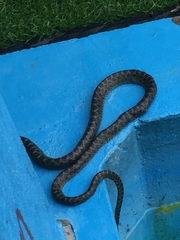 Lycodon meridionalis