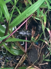 Lycodon meridionalis