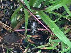 Lycodon meridionalis