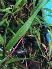 Lycodon meridionalis