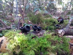 Galiella coffeata
