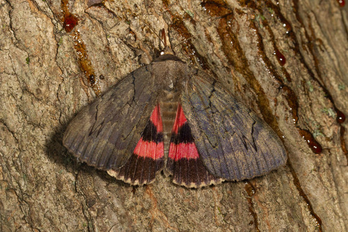 Darling Underwing photo 3