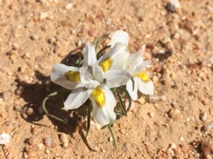 Moraea falcifolia