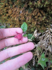 Rubus coriaceus