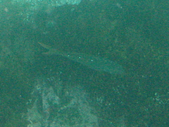 Cephalopholis colonus