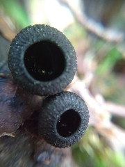 Galiella coffeata