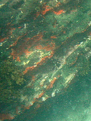 Eucidaris galapagensis