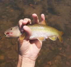 Nocomis platyrhynchus