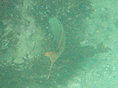 Cephalopholis colonus