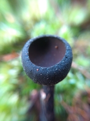 Galiella coffeata