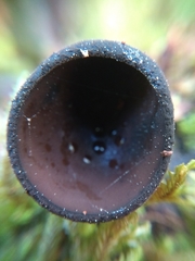 Galiella coffeata