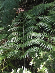 Asplenium × lucrosum