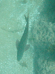 Cephalopholis colonus