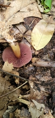 Mycena rutilantiformis