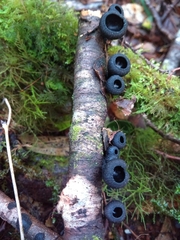 Galiella coffeata
