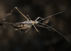 Brachyinsara hemiptera