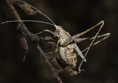 Brachyinsara hemiptera