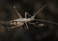 Brachyinsara hemiptera