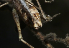 Brachyinsara hemiptera