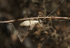 Brachyinsara hemiptera