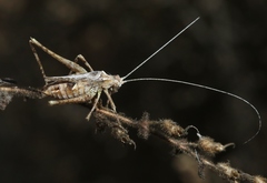Brachyinsara hemiptera