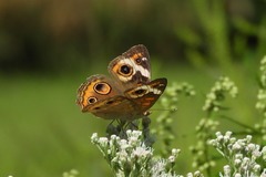 Junonia coenia coenia