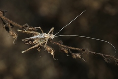 Brachyinsara hemiptera