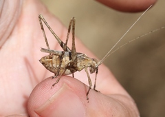 Brachyinsara hemiptera
