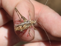 Brachyinsara hemiptera